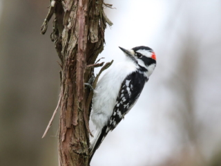 DownyWoodpecker