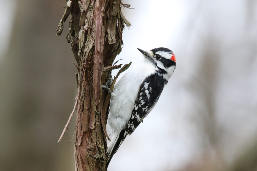 DownyWoodpecker
