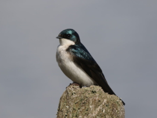 Tree Swallow
