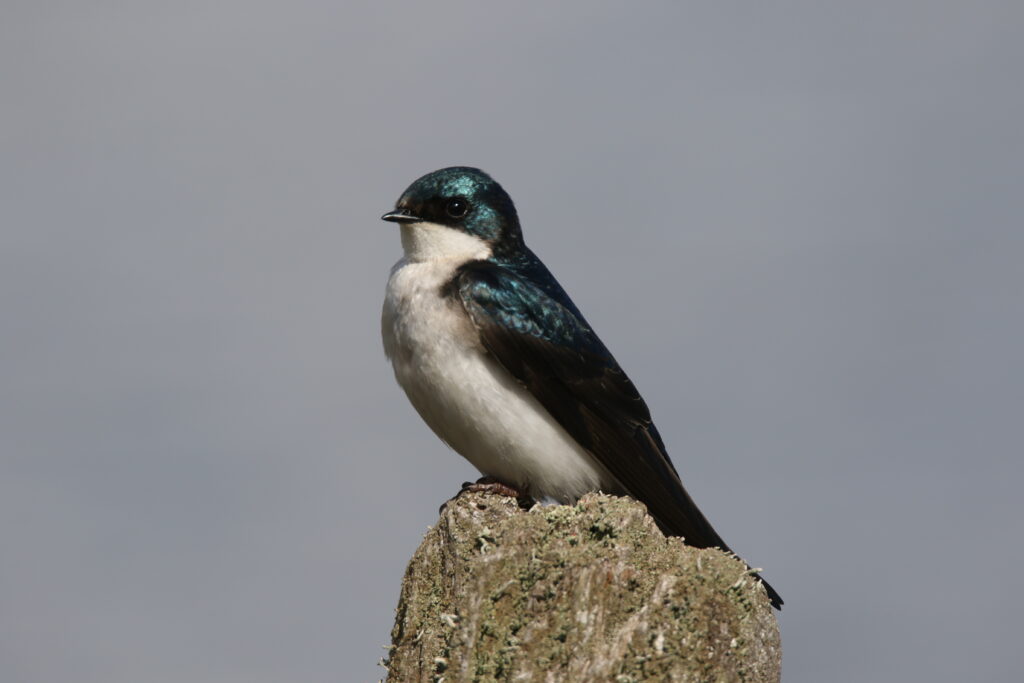 Tree Swallow