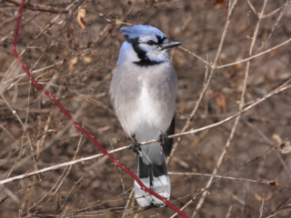 BlueJay