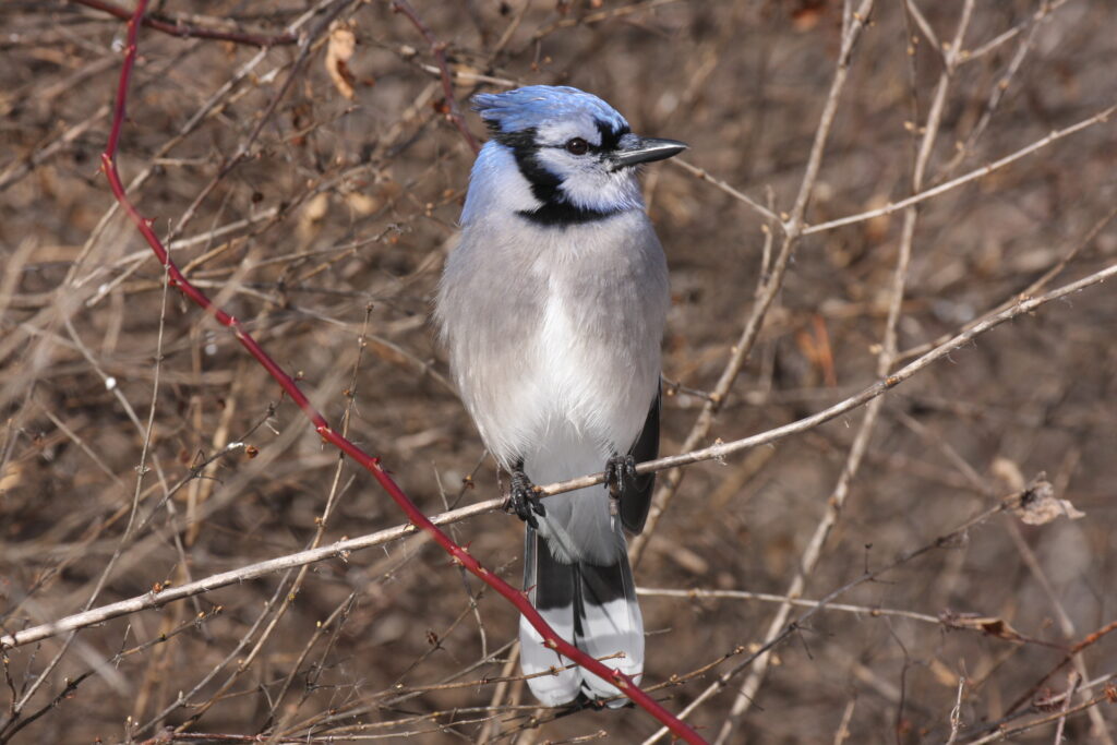 BlueJay