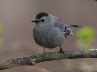 GrayCatbird
