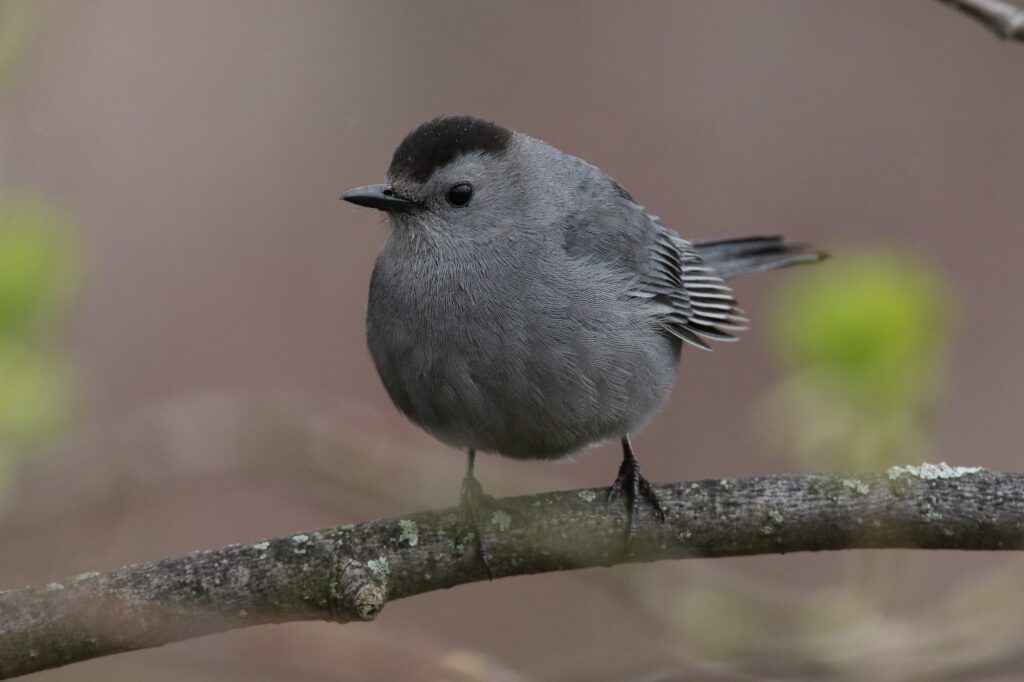 GrayCatbird