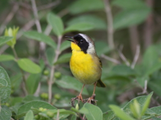 Yellowthroat