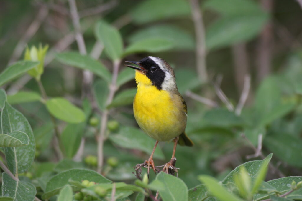 Yellowthroat